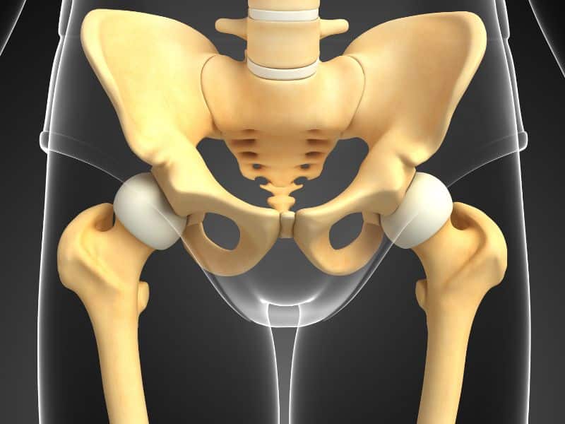 estructura esqueletica suelo pelvico